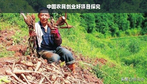 中国农民创业好项目探究