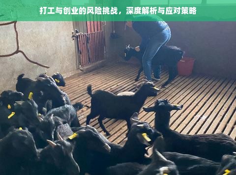 打工与创业的风险挑战，深度解析与应对策略