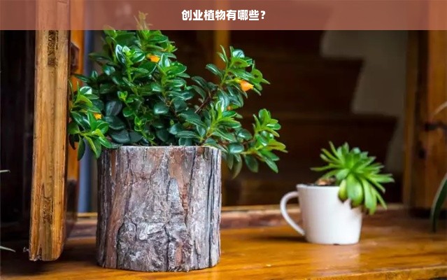 创业植物有哪些？