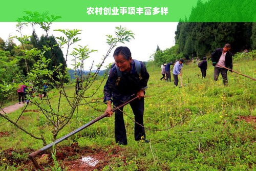 农村创业事项丰富多样