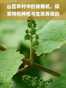 山区农村中的新商机，探索特色种植与生态养殖的财富之路