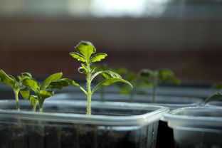 山区农村中的新商机，探索特色种植与生态养殖的财富之路