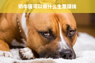 奶牛猫可以做什么生意赚钱