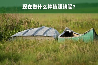 现在做什么种植赚钱呢？