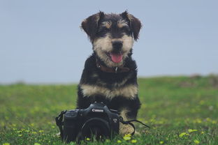 修狗，犬类服务行业的多元角色